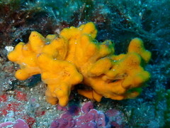 Axinella verrucosa