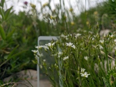 Minuartia adenotricha