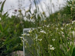 Minuartia adenotricha