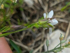 Minuartia hirsuta