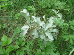 Elaeagnus commutata