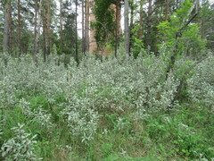 Elaeagnus commutata