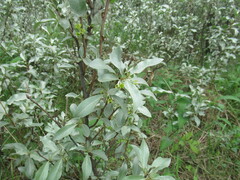 Elaeagnus commutata