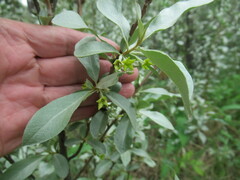 Elaeagnus commutata