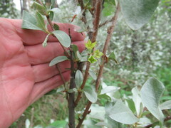 Elaeagnus commutata