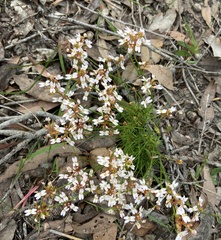 Stylidium junceum
