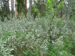 Elaeagnus commutata
