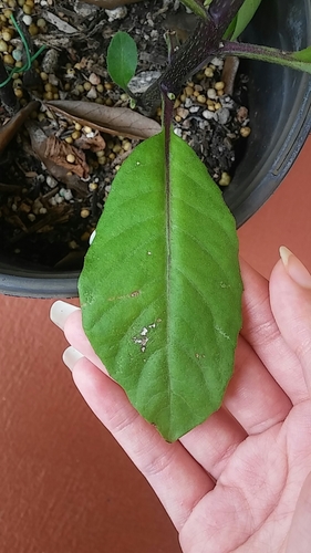 Gynura procumbens