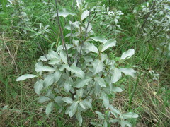 Elaeagnus commutata