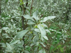 Elaeagnus commutata