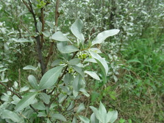 Elaeagnus commutata