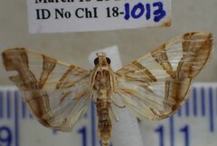 Agrioglypta zelimalis