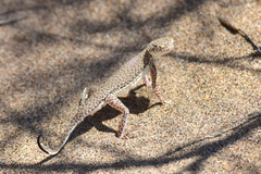 Phrynocephalus interscapularis