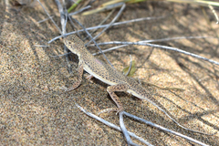 Phrynocephalus interscapularis