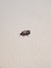 Divales bipustulatus