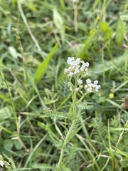 Achillea nobilis