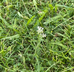 Achillea nobilis