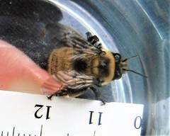 Anthophora bomboides