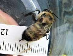 Anthophora bomboides