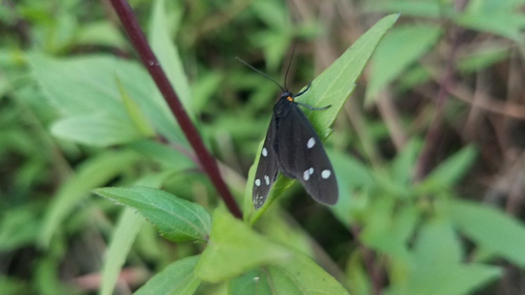 Melanonaclia