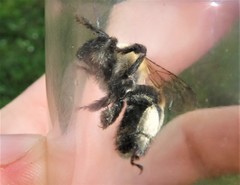 Anthophora bomboides