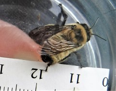 Anthophora bomboides