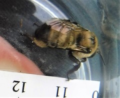 Anthophora bomboides