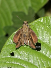 Pelopidas conjuncta