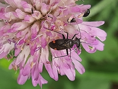 Closterotomus cinctipes