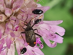 Closterotomus cinctipes