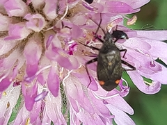 Closterotomus cinctipes