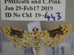 Conogethes semifascialis