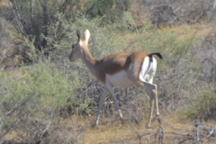 Gazella subgutturosa
