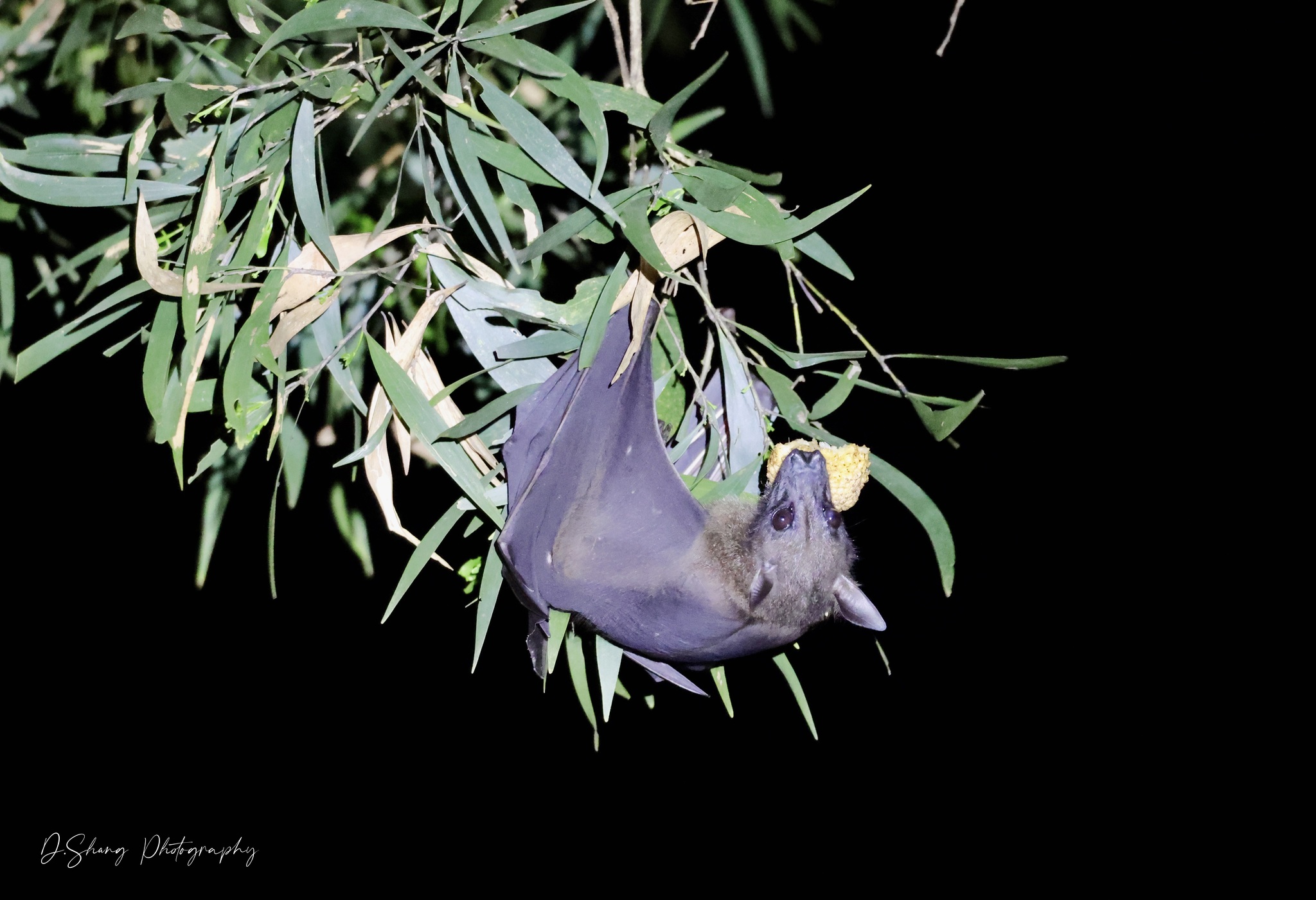 Dobsonia moluccensis (Quoy & Gaimard, 1830)