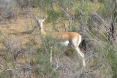 Gazella subgutturosa