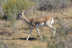 Gazella subgutturosa