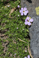 Phlox diffusa longistylis