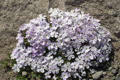 Phlox diffusa longistylis