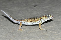 Teratoscincus scincus