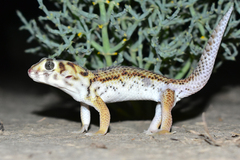 Teratoscincus scincus