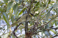 Gavicalis fasciogularis