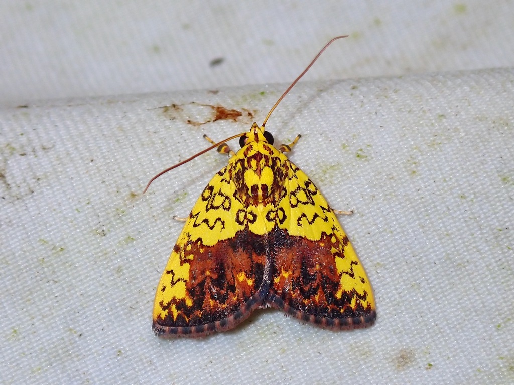 Siglophora bella