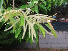 Castanea crenata