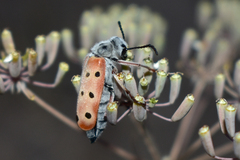 Mylabris undecimpunctata