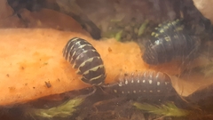 Armadillidium maculatum