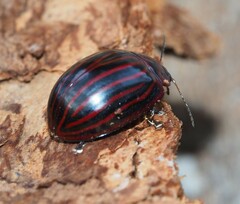 Paropsisterna octolineata