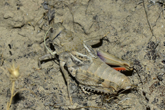 Pezotmethis nigrescens