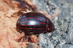 Paropsisterna octolineata