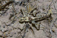 Ceraeocercus fuscipennis