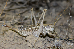 Ceraeocercus fuscipennis